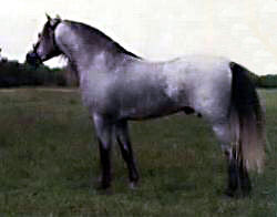 Bristol Bright Blue shown standing in-hand near-side profile from just behind center