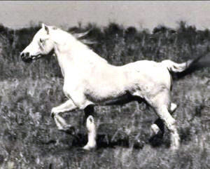 Clan Glomadh trotting in pasture shown full profile from near-side