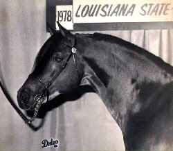 *Coed Coch Ballog posing in-hand at the 1978 Louisiana State Fair showing his near-side head and neck in profile