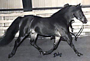 *Coed Coch Ballog showing his off-side while trotting at the Louisiana State Fair