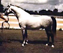 GlanNant Tango posing in-hand showing his near-side full profile