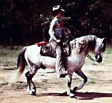 GlanNant Tango ridden Western shown from his off-side full profile