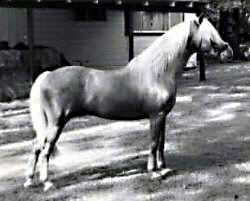 Hollyrun Sunray posing in-hand showing his full off-side profile