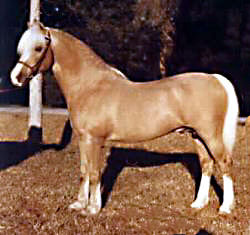 Hollyrun Sunray posing in-hand showing his near-side full profile