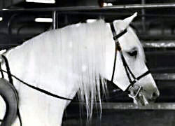 Lithgow Wishnik under saddle in English tack showing head and neck from off-side