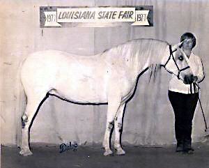 Lithgow Wishnik shown in-hand at Louisiana State Fair 1977 (full off-side profile)
