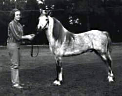 Pickwick Star shown in-hand full-profile near-side with handler